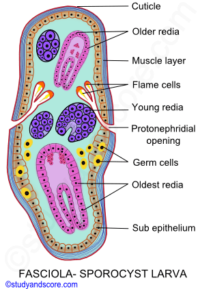 Fasciola hepatica, life cycle in sheep, life cycle in snail, Myracidium larva, sporocyst, redia, cercaria, metacercaria	